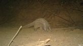 Endangered giant pangolin spotted in Senegal after nearly 24 years