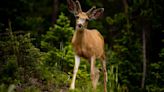 ‘Zombie deer disease’ is spreading. Scientists are worried it could infect humans