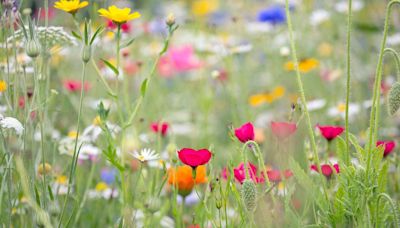 The North Yorkshire PYO flower field with 32 varieties of blooms is a must visit