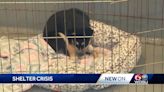 Animal shelters across Louisiana say overpopulation and overcrowding are pushing them over the edge