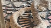 Scary! Scottsdale man spots rattlesnake at his front door