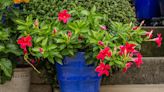 6 Must-Know Tips on Mandevilla Care in Pots to Keep the Flowers Coming All Summer
