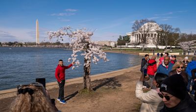 Washington DC’s beloved cherry tree Stumpy among 300 trees set to be chopped down