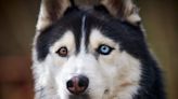 Heterochromia in Dogs: Symptoms, Causes, & Treatments