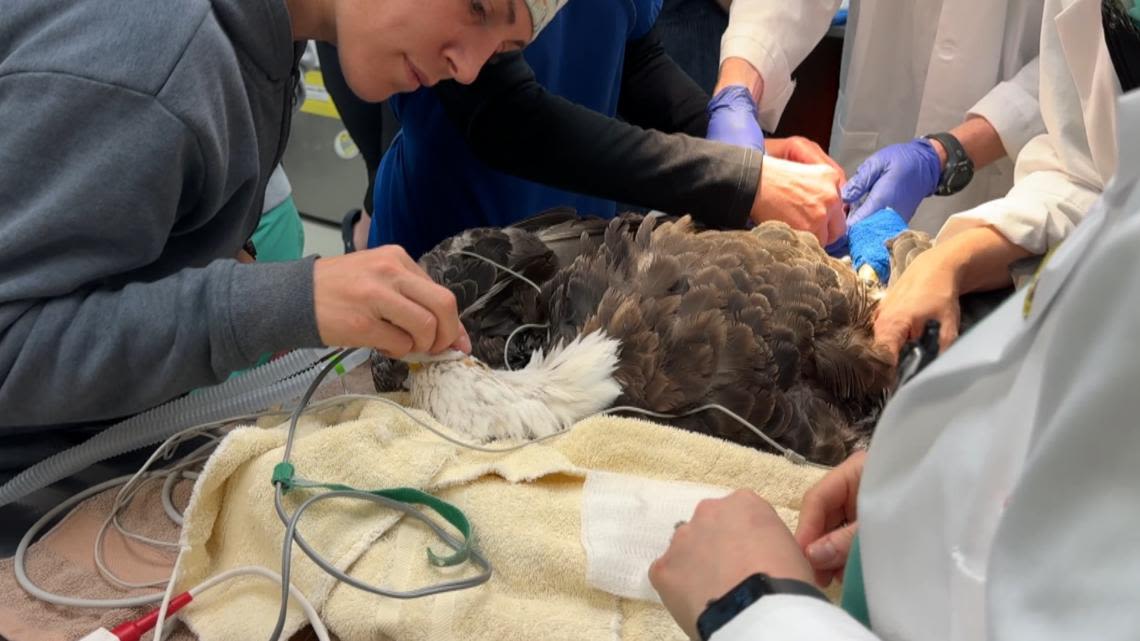 Bald eagle that performed at national events undergoes successful cataract surgery at UT