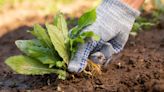 7 ways to kill weeds naturally — no chemicals required