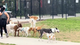 Golden Retriever Searches Frantically For Owner At The Park — See When He Finally Spots Her