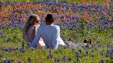 Did you know it’s not illegal to pick bluebonnets in Texas?