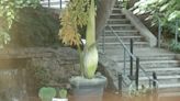 What’s that smell? Rare ‘corpse flower’ blooming at NC State