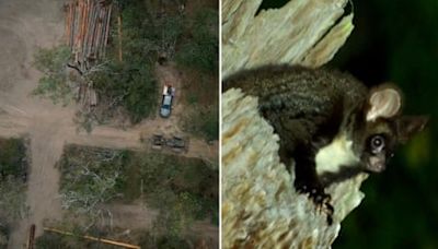 It looks like a cross between a koala and a possum – and it’s in big trouble, Australian conservationists say