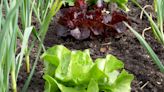10 Best Lettuce Companion Plants to Grow Together