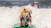 10 photos of very good dogs riding waves at the World Dog Surfing Championships 2023