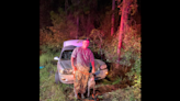 Hallan auto ensangrentado sin conductor en autopista de Florida. Una perra resolvió el misterio