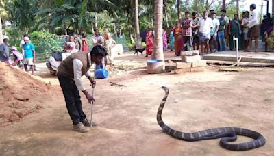 Forest Department to release list of authorised snake handlers, rescuers seek better recognition