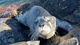 Seal pup rescued in Victoria after human interference