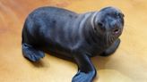 Safari park keepers’ joy as third sea lion pup is born within a year