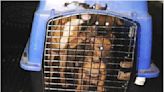 Rescatan 65 perros pitbull de criadero ilegal en NL