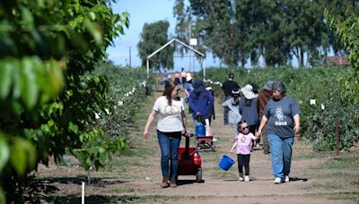 Granja de Modesto ofrece fruta que puedes recoger y una profunda historia