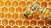 Honey bees vote to decide on nest sites – why we should listen