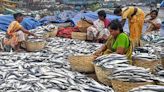 Union Budget 2024: Shares of shrimp products makers in heavy demand after Budget allocation