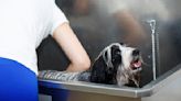 Is Bathing Your Dog Hurting You? Doing These 4 Things Can Prevent Back Pain and Injury When Washing Your Pup