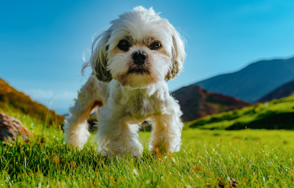 Funny Shih-Tzu Poodle Mix Refuses to Do His Business Unless the Door Is Closed