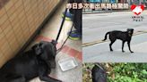 荔枝角狗狗奔跑三日終獲救 急尋狗主聯絡及暫托家庭 - 香港動物報 Hong Kong Animal Post