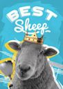 Best Sheep | Comedy