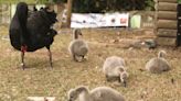 Ninhada de cisnes negros nasce no Museu Mariano Procópio