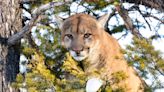 Anti-Hunting Group Gets Enough Signatures to Put a Cougar Hunting Ban on the Colorado Ballot This Fall