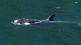 Researchers race to track freed baby orca, reunite her with her pod