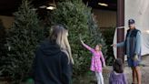 Where to find live Christmas trees in the Athens area