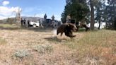 Orphaned California black bear siblings return to the wild