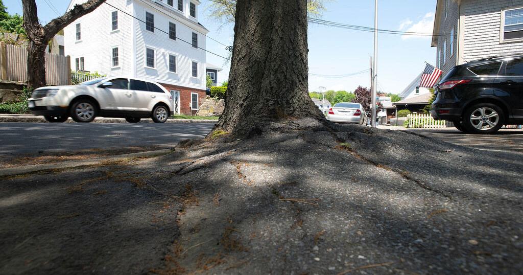 Manchester-by-the-Sea: Effort made to protect some shade trees