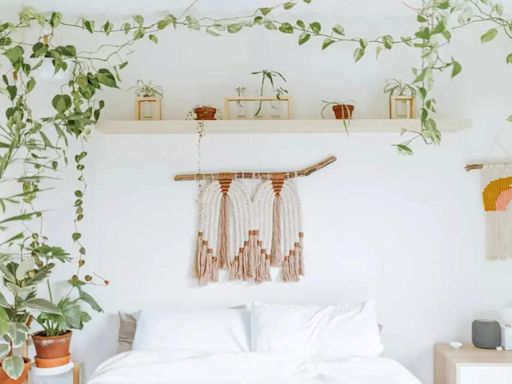 Plants to keep in the Bedroom - Times of India