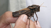 ¿Comienza el fin del mundo? Plaga de langostas invade el cielo de Yucatán