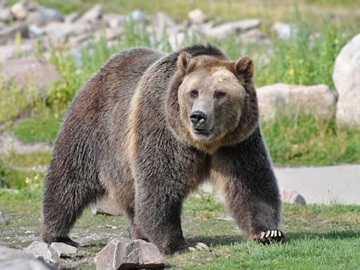 Wildlife Photographer Goes Eye-to-Eye with Brown Bear and the Resulting Image Is Jaw-Dropping