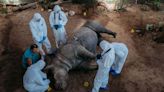 Fake blood and stuffed animals: How wildlife forensics could help to convict poachers