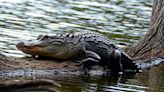 88-Year-Old S.C. Woman Dead After Being Attacked by Alligator at Retirement Community