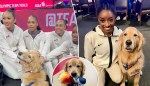 Meet Beacon: Team USA Gymnastics’ therapy dog puts stressed Olympians at ease