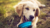 Golden Retriever Pup Showing Off 'Big Boy Teef' Has People Squealing