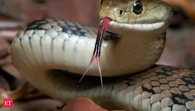 Snake bites sleeping laborer in Bihar; Man bites back snake three times. What happens next will shock you