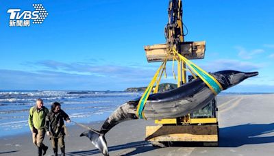 巨型鯨魚暴斃紐西蘭海灘 意外發現是罕見「鏟齒鯨」科學家樂壞