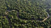 Brazil to allow miles of selective logging in effort to preserve the Amazon