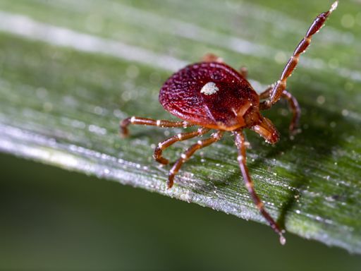 Map shows states warning people about bug that causes meat allergy