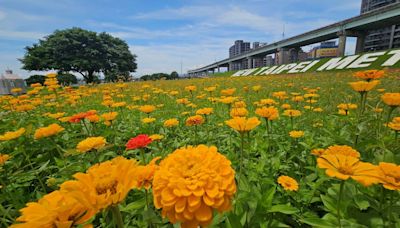 三重「逾9千坪繽紛花海」免費拍！隱藏版繡球花在辰光橋下