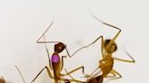 Carpenter Ants Perform Life-Saving Amputations to Treat Leg Injuries