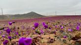 En images : le désert d'Atacama, l'un des plus arides au monde, est en fleurs