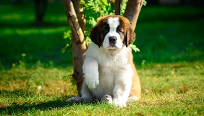 St. Bernard Puppy Sweetly Snuggles Up to New Friend During Puppy Yoga