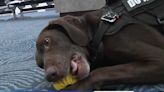 Milwaukee's first TSA bomb-sniffing K9 retires